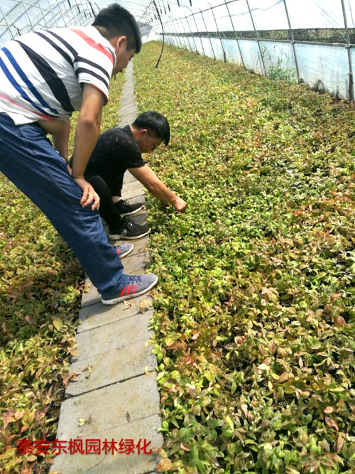 夏日來臨，當你吹空調喊熱的時候，讓我?guī)阋黄鹱哌M東楓園林體驗一下東楓人高溫下工作不一樣的夏日風采