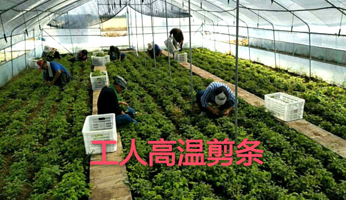 夏日來臨，當你吹空調喊熱的時候，讓我?guī)阋黄鹱哌M東楓園林體驗一下東楓人高溫下工作不一樣的夏日風采