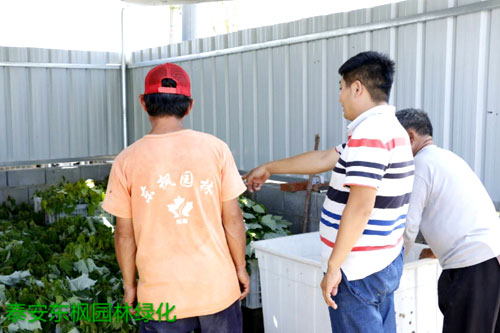夏日來臨，當你吹空調喊熱的時候，讓我?guī)阋黄鹱哌M東楓園林體驗一下東楓人高溫下工作不一樣的夏日風采