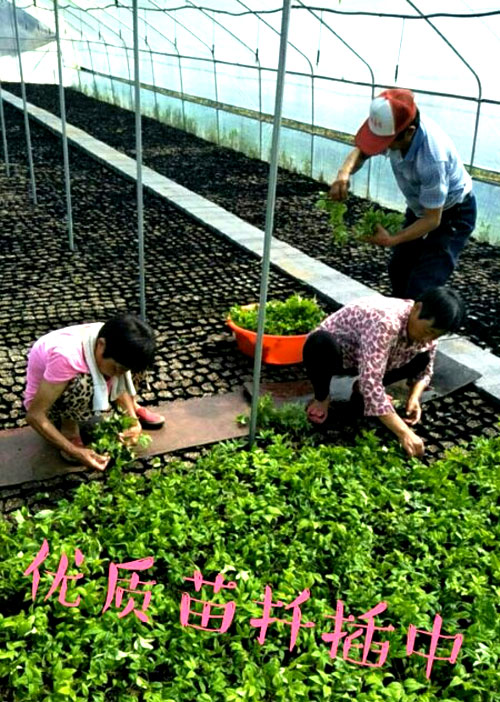 夏日來臨，當你吹空調喊熱的時候，讓我?guī)阋黄鹱哌M東楓園林體驗一下東楓人高溫下工作不一樣的夏日風采