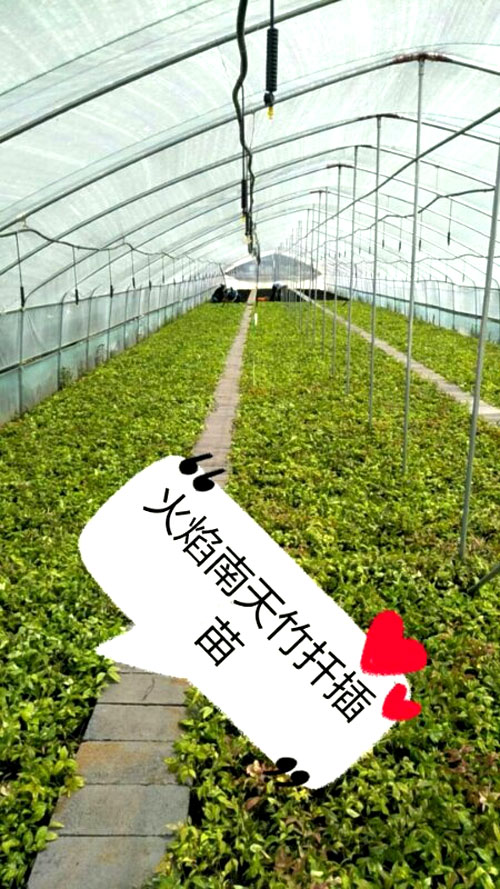 夏日來臨，當你吹空調喊熱的時候，讓我?guī)阋黄鹱哌M東楓園林體驗一下東楓人高溫下工作不一樣的夏日風采