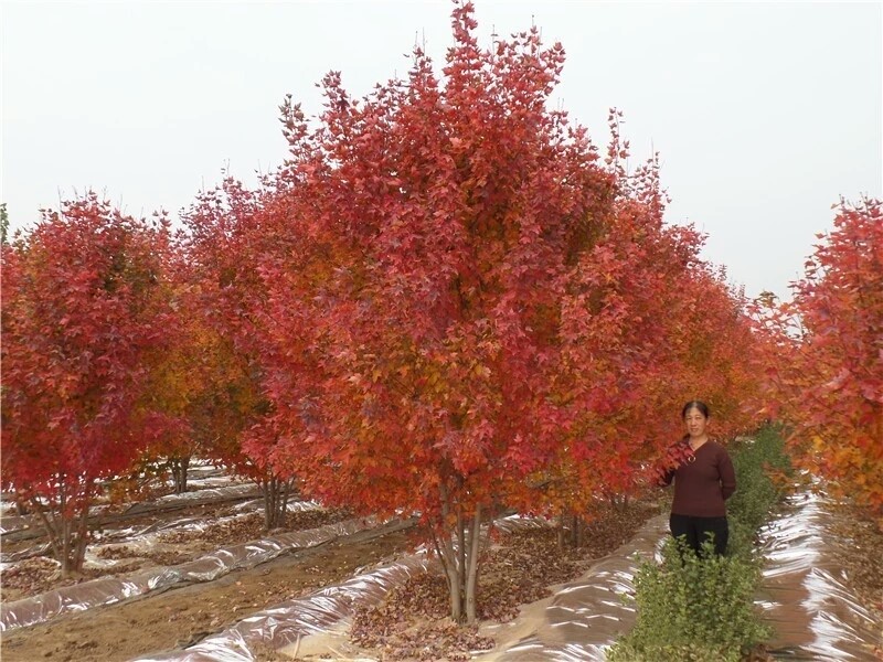 彩色苗木之王—美國紅楓，還能紅多久？