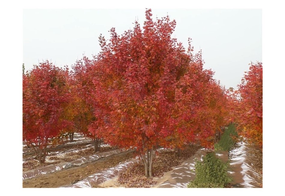 彩色苗木之王—美國紅楓，還能紅多久？