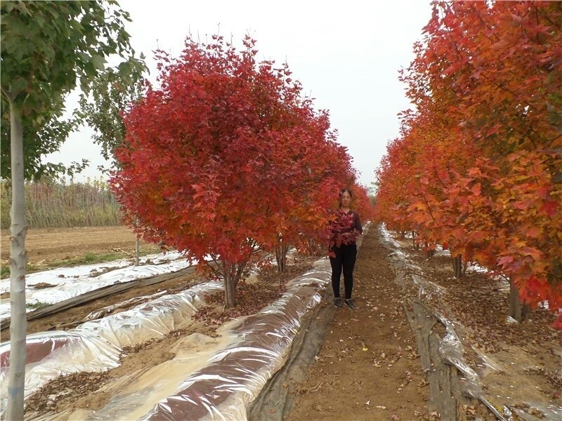 彩色苗木之王—美國紅楓，還能紅多久？