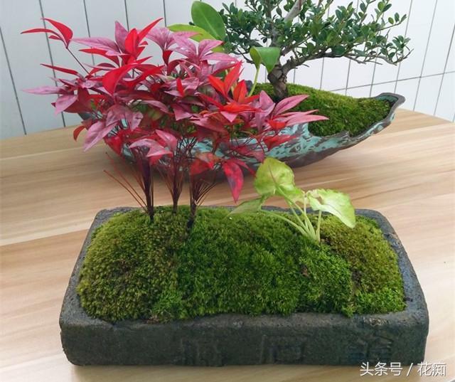 火焰南天竹入市以來熱度不減，未來幾年市場好！