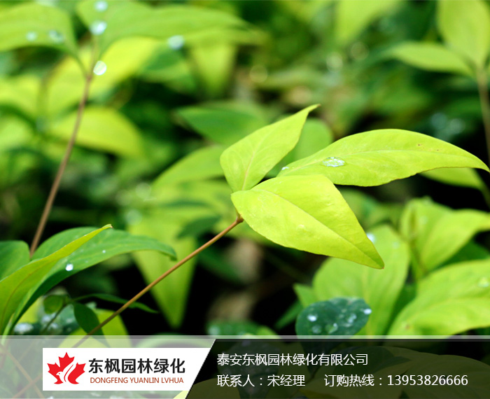 火焰南天竹入市以來熱度不減，未來幾年市場好！