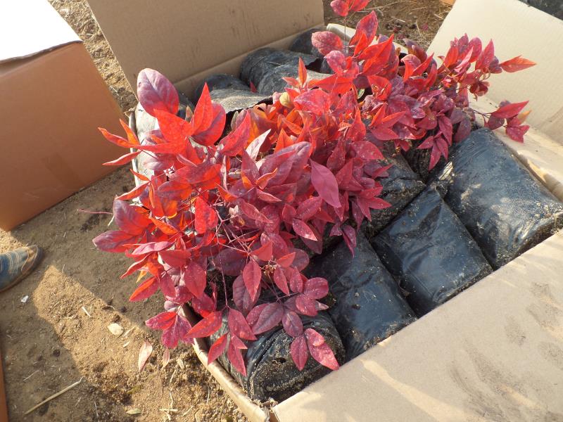 火焰南天竹入市以來熱度不減，未來幾年市場好！
