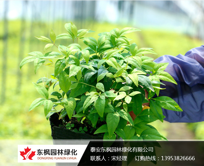 火焰南天竹栽種、澆水、施肥等及擺放環(huán)境