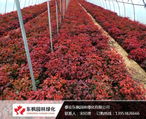 火焰南天竹栽種、澆水、施肥等及擺放環(huán)境