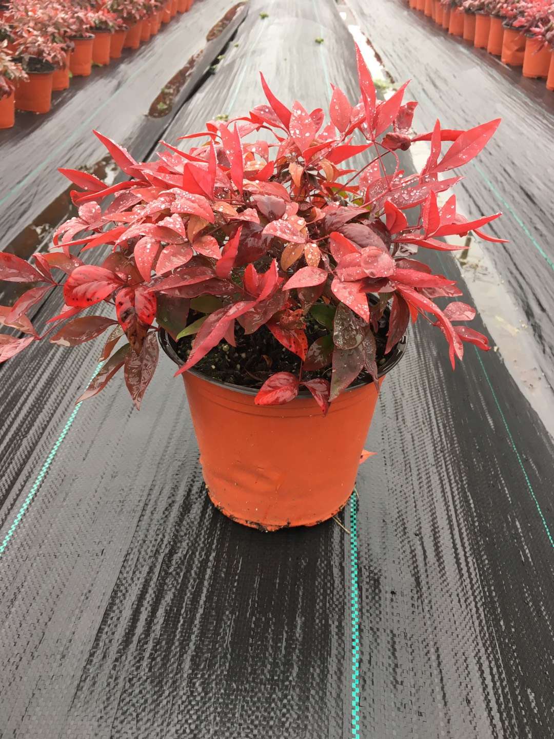 關(guān)于品質(zhì)，我們“用圖”說話