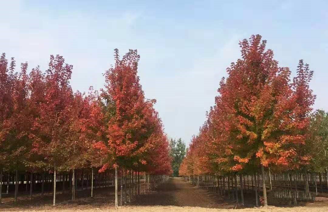它，秋之嬌子——美國紅點紅楓