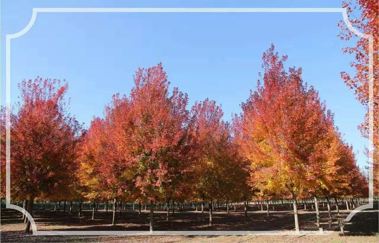 它，秋之嬌子——美國紅點紅楓