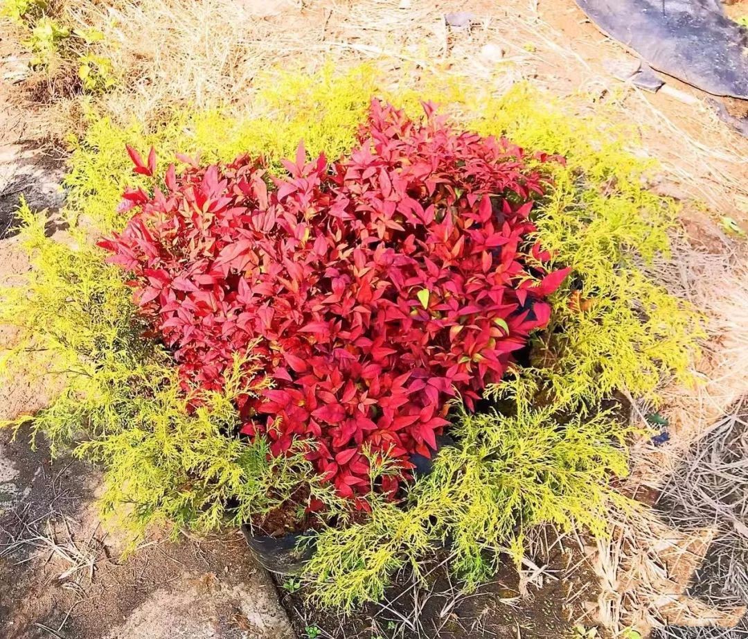 凌霜傲雪，夏透碧翠；近凝眸，紅光瀲艷，精神抖擻------火焰南天竹