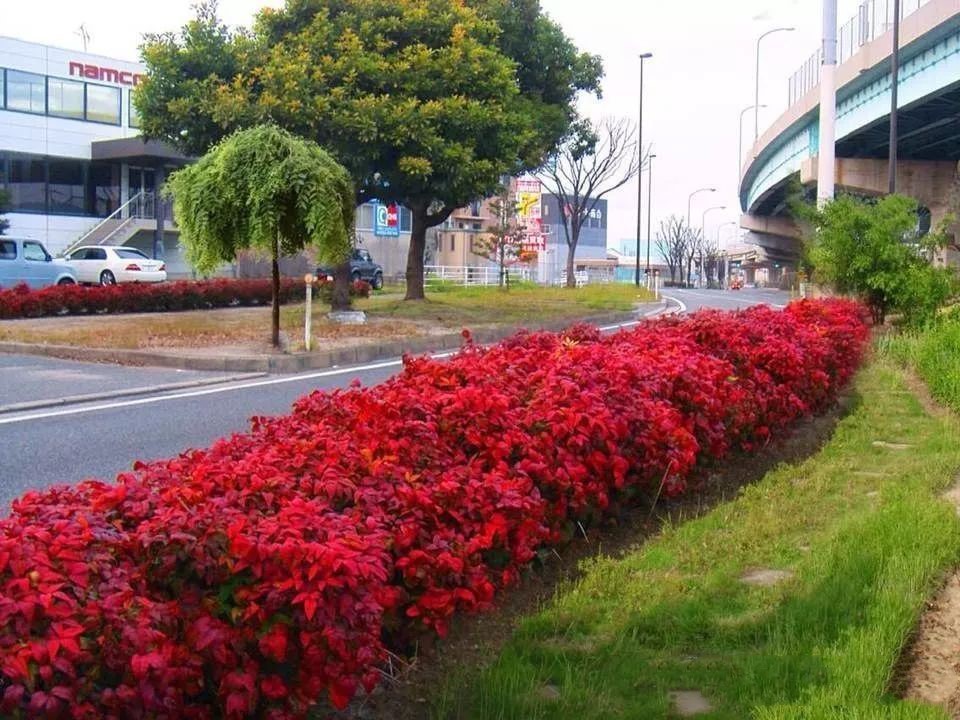 凌霜傲雪，夏透碧翠；近凝眸，紅光瀲艷，精神抖擻------火焰南天竹
