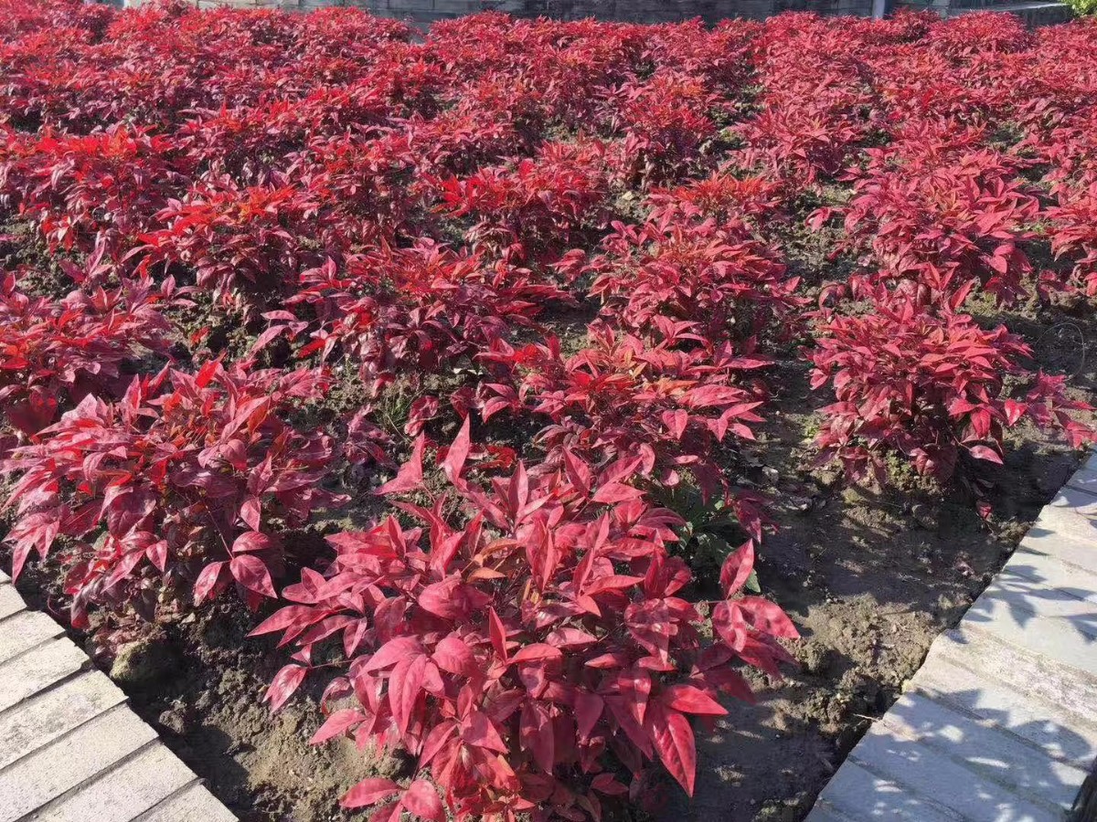 凌霜傲雪，夏透碧翠；近凝眸，紅光瀲艷，精神抖擻------火焰南天竹
