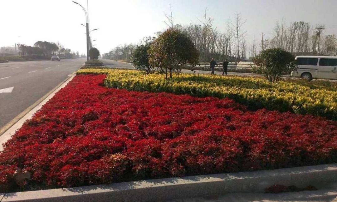 凌霜傲雪，夏透碧翠；近凝眸，紅光瀲艷，精神抖擻------火焰南天竹