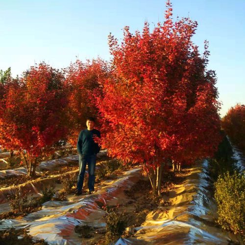 叢生多桿苗木市場(chǎng)需求火爆，叢生紅點(diǎn)紅楓正在逐漸走俏……
