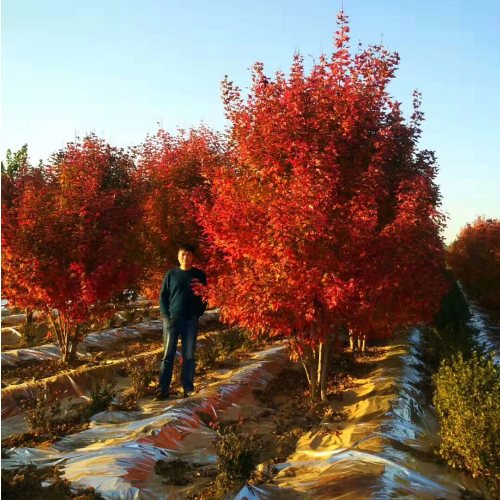 叢生多桿苗木市場(chǎng)需求火爆，叢生紅點(diǎn)紅楓正在逐漸走俏……