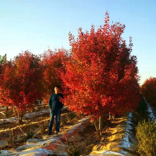 叢生多桿苗木市場(chǎng)需求火爆，叢生紅點(diǎn)紅楓正在逐漸走俏……