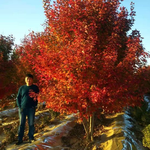 叢生多桿苗木市場(chǎng)需求火爆，叢生紅點(diǎn)紅楓正在逐漸走俏……