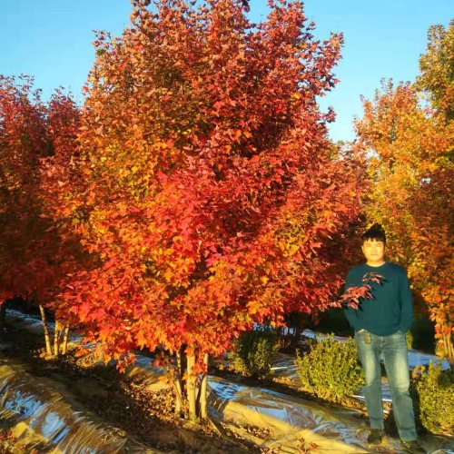 叢生多桿苗木市場(chǎng)需求火爆，叢生紅點(diǎn)紅楓正在逐漸走俏……