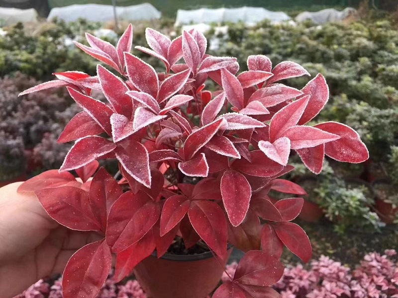選對種苗，做好產(chǎn)品，才能未來可期！火焰南天竹、叢生紅點紅楓、紫薇花瓶