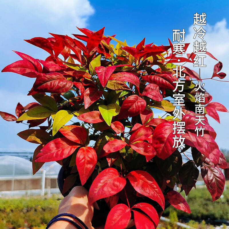 火焰南天竹——在冰冷的冬天，送你暖的色彩！