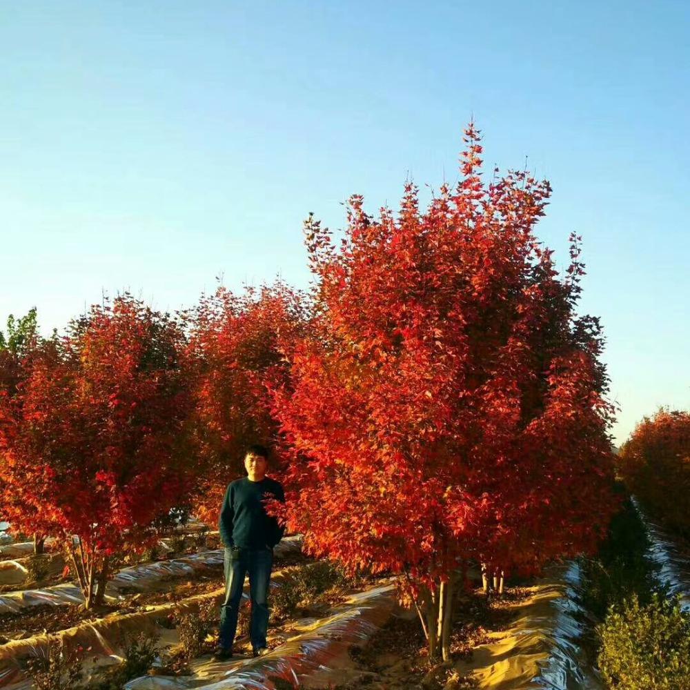 美國紅楓，在砥礪前行中預見未來